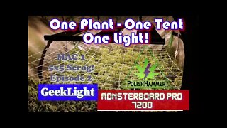 Geeklight Monsterboard Pro 7200 One Plant, One Tent, One Light episode 2 Day 9 full 5x5 #SCROG #MAC1