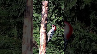Woodpecker on the Wood #birds #shorts