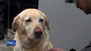 Bomb sniffing dogs retire