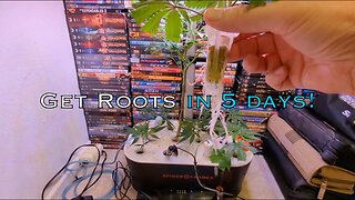 How To Clone In 5 Days, G12 Hydroponic Cloner By Spider Farmer