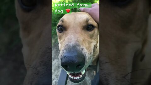 Retired farm dog loves his pats ❤️