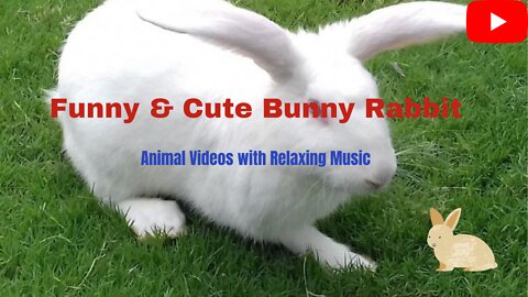 Funny & Cute Bunny Rabbit | Animal Videos with Relaxing Music