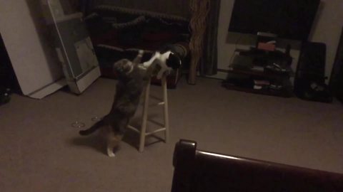"Epic Cat Fight!"