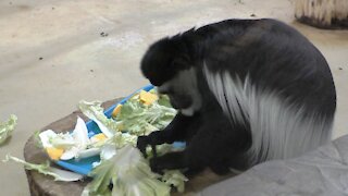 Colobus monkey eating breakfast