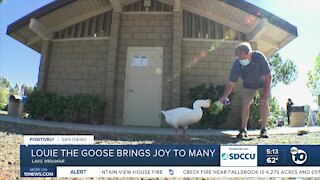 Louie the goose brings joy to Lake Miramar