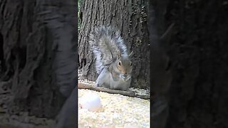 Upside🐿️down🐿️squirrel #cute #funny #animal #nature #wildlife #trailcam #farm #homestead #beautiful