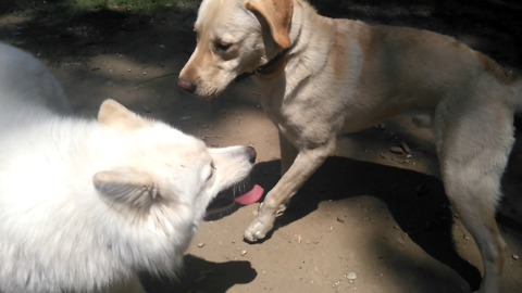Forbidden love at the doggy park