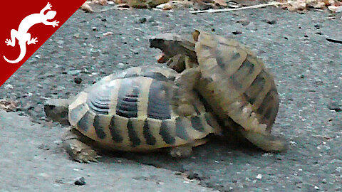 Turtle Courtship Behavior - Testudo hermanni