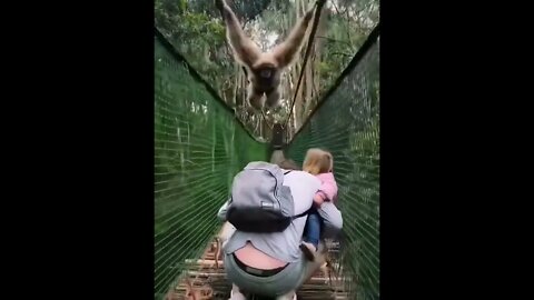 Monkey swings on a bridge