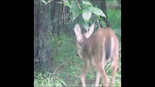 Deer in Georgia