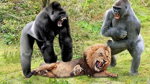 Gorilla Adopts Lion Cub And The Unexpected 😍