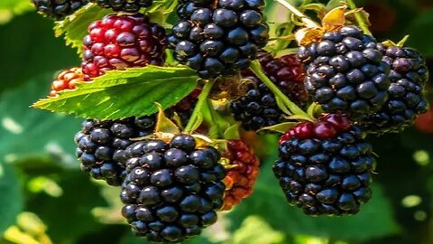 Fast growing prolific Triple Crown Blackberries teeming with flavorful berries