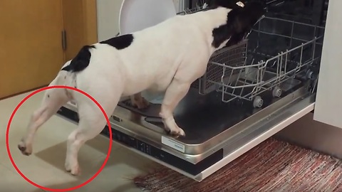 You won´t believe this Gluttonous smart french bulldog puppy trying to reach the greasy spoon...
