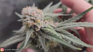 End of Bloom Room Conditions - Recycling Water - Over Come Grow Setbacks - Athena Pro Line - Day 49