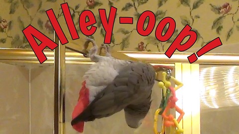 Acrobatic parrot performs difficult alley-oop maneuver