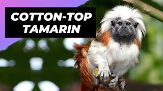 Cotton-Top Tamarin 🐒 One Of The Rarest Animals In The Wild #shorts
