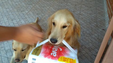 Golden Retriever enthusiastically carries groceries into home
