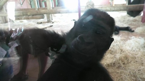 Gorilla charges son after taking playtime too far