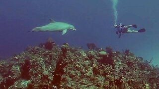 Dolphin entertains scuba divers in the Bahamas