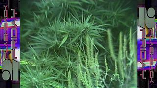 FLASHBACK FRIDAY: Huge marijuana bust in 1989