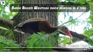 Black Bellied Whistling duck relaxing in a tree