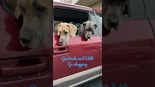 Mom can we?? #like #love #shortsvideo #dogs #happy #kids #shortvideo #subscribe #dog #goodmorning