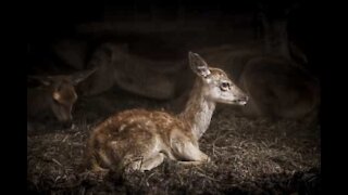 Un pompier héroïque sauve un faon des égouts