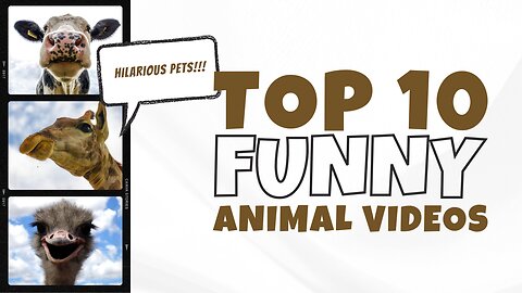 Funny Animal Videos