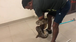 10foot Long Python Caught In Kitchen In India