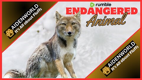 Save our Endangered Animal-Tibetan Fox