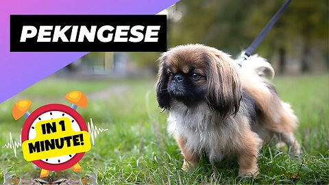 Pekingese - In 1 Minute! 🐶 One Of The Laziest Dog Breeds In The World | 1 Minute Animals