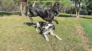 Great Danes play leap frog while arguing over stick