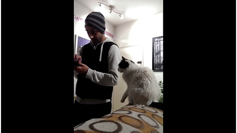 The "Excuse Me" Cat Refuses To Be Ignored! Must See!