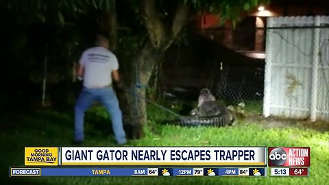 Alligator euthanized after breaking through Florida home fence