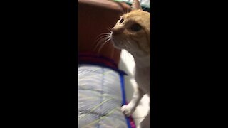 Jealous Cat Wants Attention After Hearing "Meow" On Person's Phone