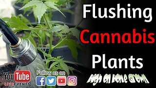 Flushing Cannabis: Everything You Need to Know! | Cannabis News | HOHG Episode 136