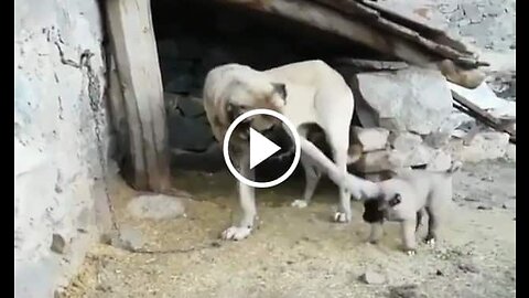 Shepherd Dog Puppy and Mom