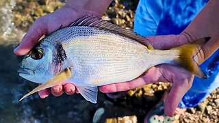 Gilthead Sea Bream, Adriatic Sea fishing