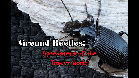 Ground Beetles: Speedsters of the Insect World