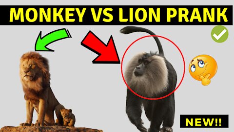 Fake Snake Vs Monkeys and Big Fake Lion Dog Prank Must Watch