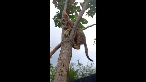 cat on tree😂😅