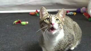 The Speaking Cat Asks for the Toy