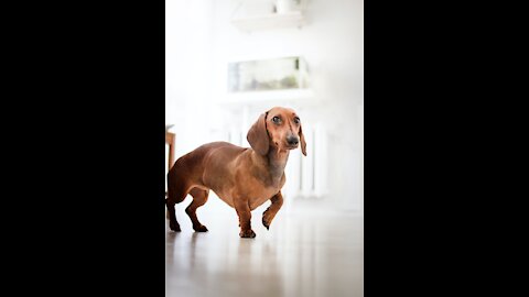 A beautiful dog in front of the mirror