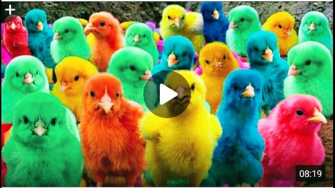 World cute baby chicken.colour ful chicken rainbow 🌈 chicken cute dukcs