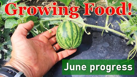 Vegetable and Pumpkin Crop Update | Growing Progress on the Farm