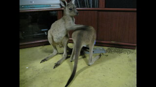 Baby Kangaroos (joeys) playfighting before they go to bed