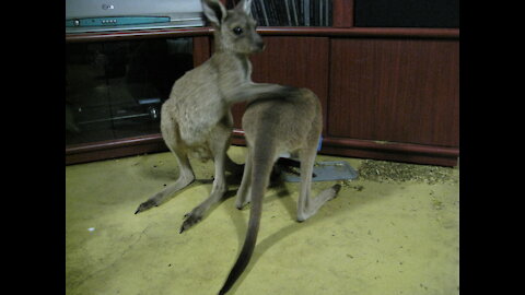 Baby Kangaroos (joeys) playfighting before they go to bed
