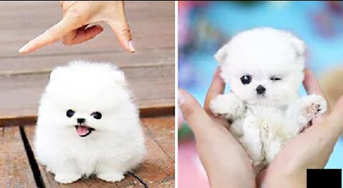 Cute Puppies Compilation #1 | Soo Adorable