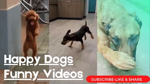 Happy Guy Happy Dog 🐕 😂 - Funny Dogs Videos 2021😂😂