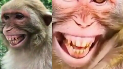 Monkey funny video clips(Copyright free)